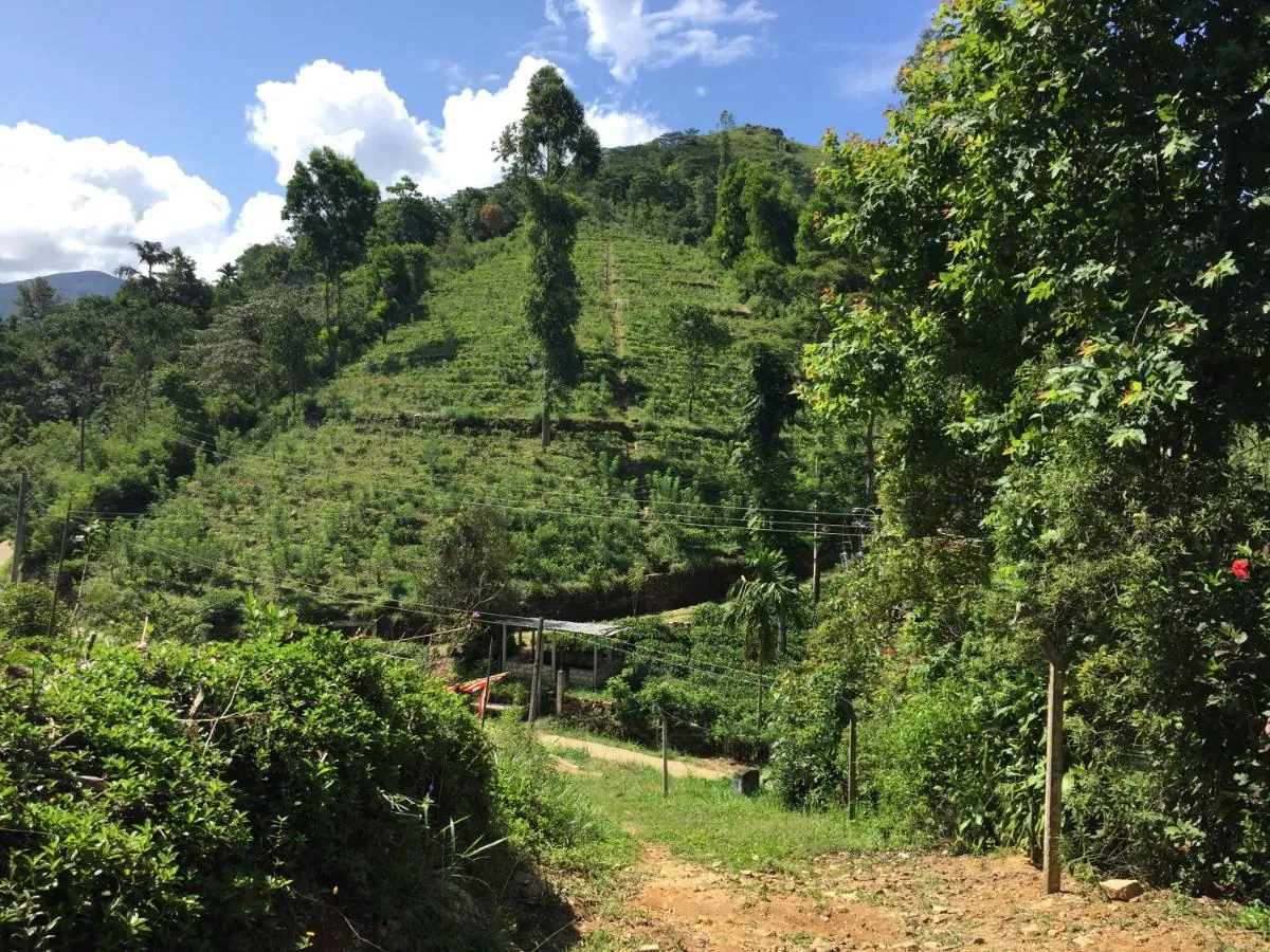 The estate's tea slopes and forest edge