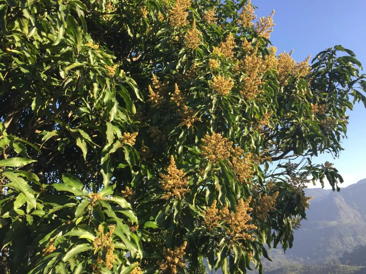 A mango tree heavy with fruit in the garden