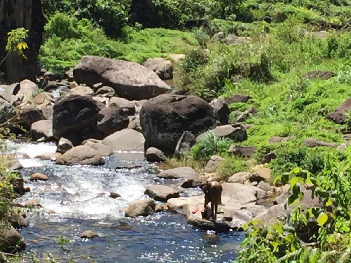 A clear mountain stream running over boulders