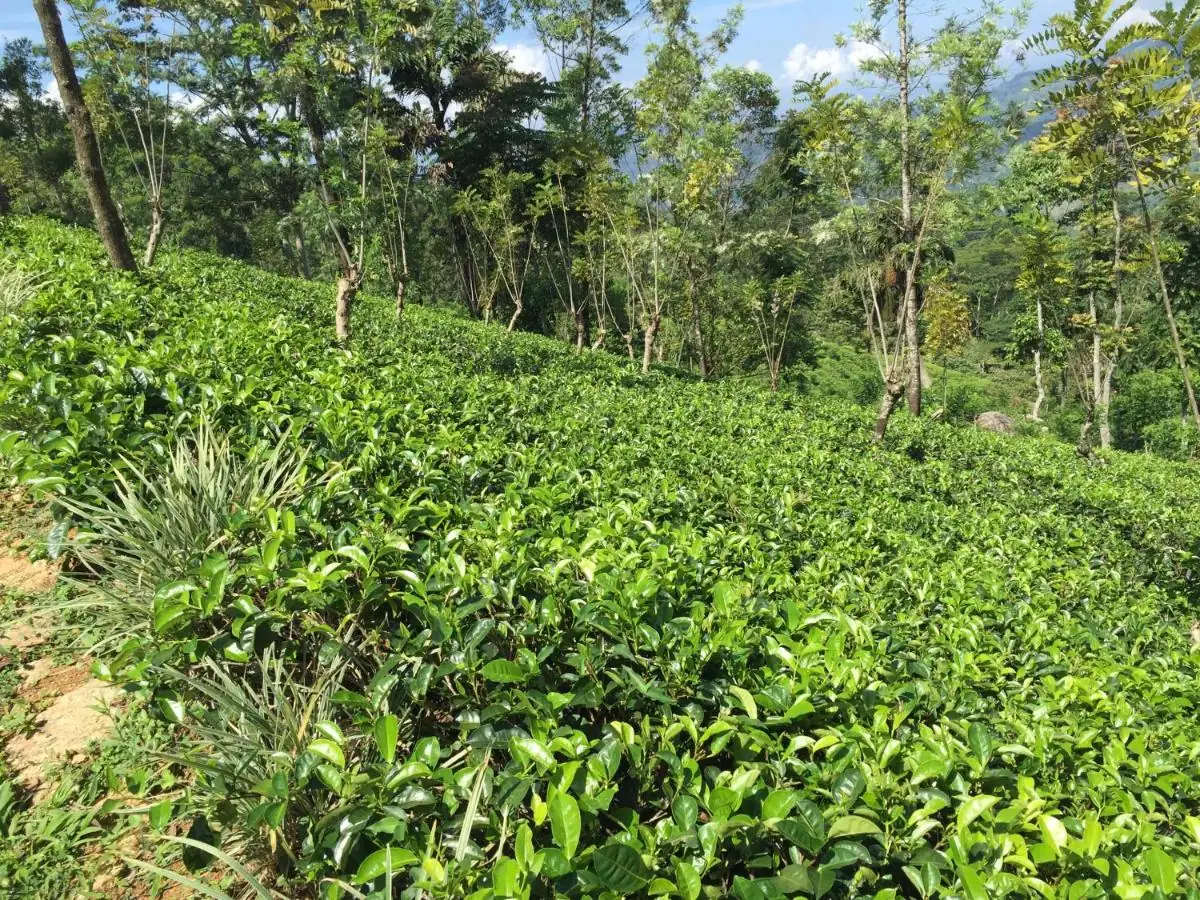 Tea bushes on the estate with mountains behind